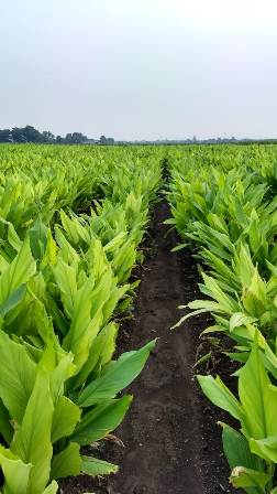 Organic Turmeric Fresh